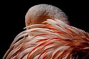 Flamingo--Elegant