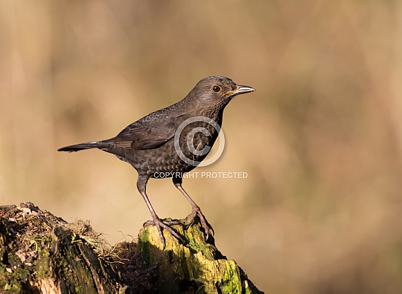 Blackbird (female) Blackbird (female)