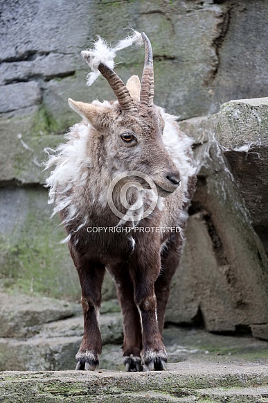 The Alpine ibex (Capra ibex)