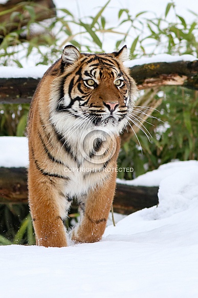 Sumatran tiger