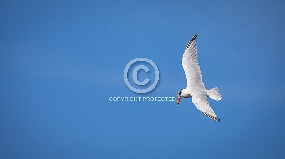 Caspian Tern Flying Caspian Tern Flying