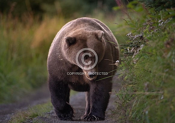 Large brown bear walking down a path Large brown bear walking down a path