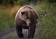 Large brown bear walking down a path