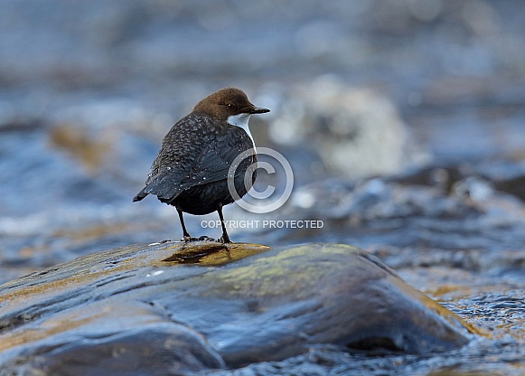 Dipper Dipper