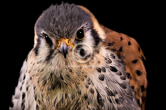 American Kestrel Close Up Face Shot Black Background American Kestrel Close Up Face Shot Black Background