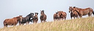 Wild Horse (Equus caballus)