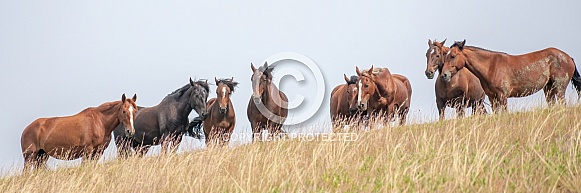 Wild Horse (Equus caballus)