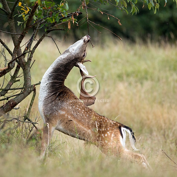 Fallow deer