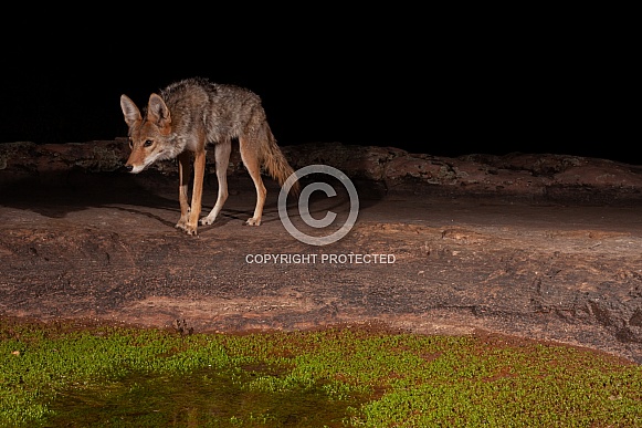 Coyote, Canis latrans