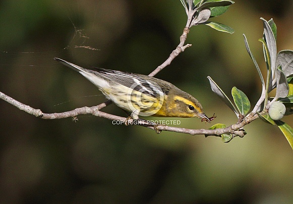 Blackburnian Warbler Blackburnian Warbler
