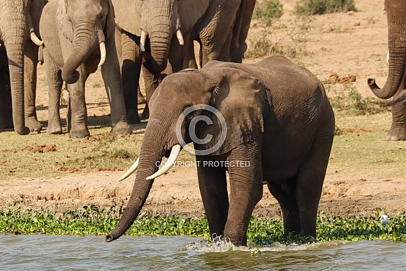 African Elephant