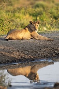 Lion cub at sunrise lying by the water