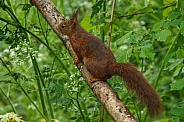 Squirrel in the forest