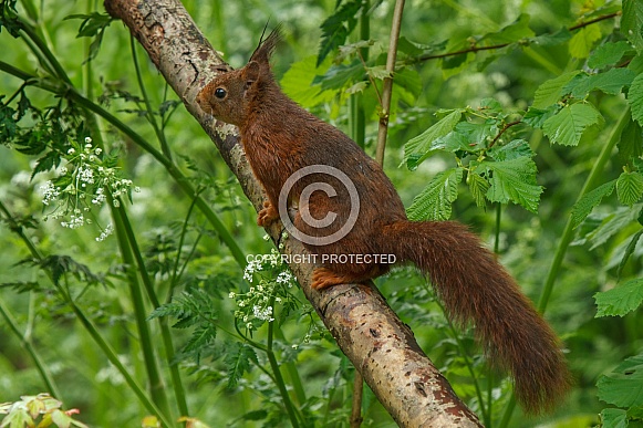 Squirrel in the forest