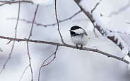 Black-Capped Chickadee during Winter in Alaska