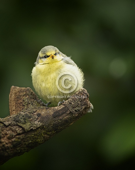 Juvenile Blue Tit Juvenile Blue Tit