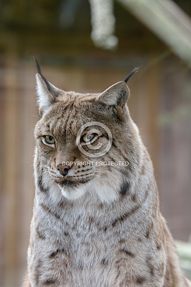 Lynx Lynx