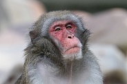 Japanese macaque (Macaca fuscata)