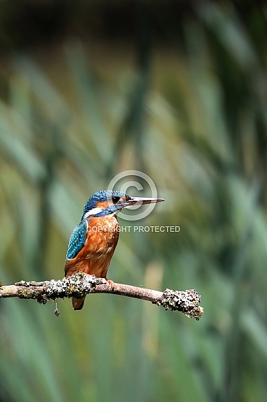 European Kingfisher