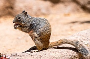 Ground Squirrel