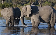 African Elephants - Savuti - Botswana