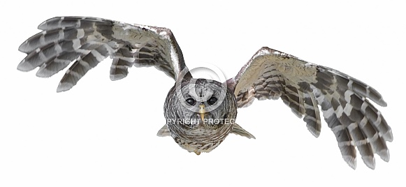 Barred owl - Strix varia - flying towards camera, Barred owl - Strix varia - flying towards camera,