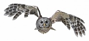 Barred owl - Strix varia -  flying towards camera,