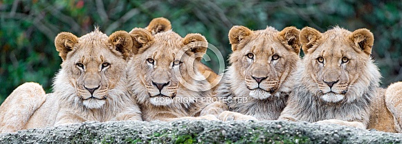 Young Lions Young Lions