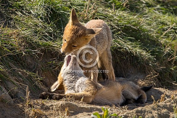 Red fox cub/cubs in nature
