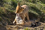 Red fox cub/cubs in nature