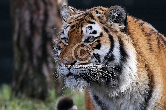 Amur tiger