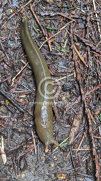 Pacific Banana Slug (Ariolimax columbianus)