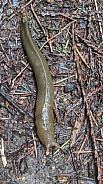 Pacific Banana Slug (Ariolimax columbianus)