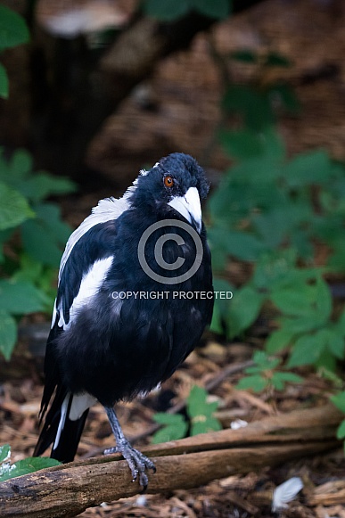 Australian magpie Australian magpie