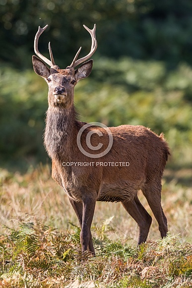 Red Deer