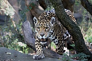 Jaguar (Panthera Onca)