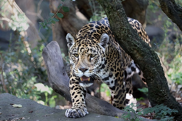 Jaguar (Panthera Onca)