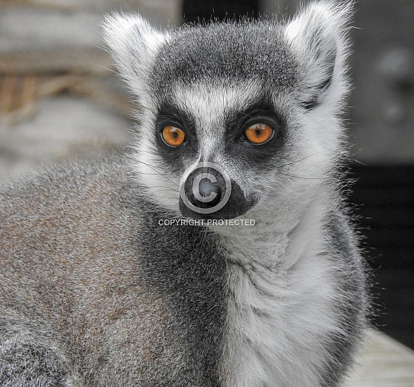 Ring-tailed Lemur Ring-tailed Lemur
