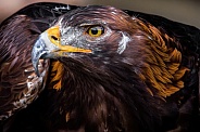 Eagle-Golden Eagle