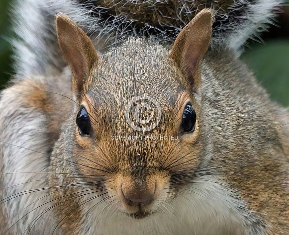 Gray Squirrel