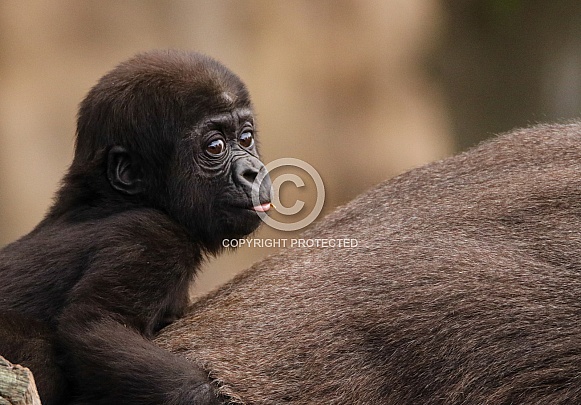 Baby Gorilla