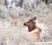 Wild Elk calf laying down