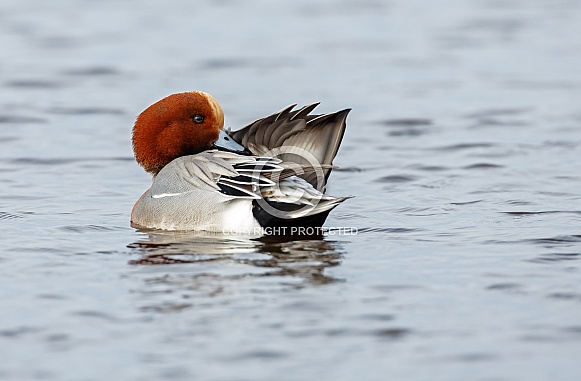 The Eurasian wigeon, a duck with beautiful coloured feathers.