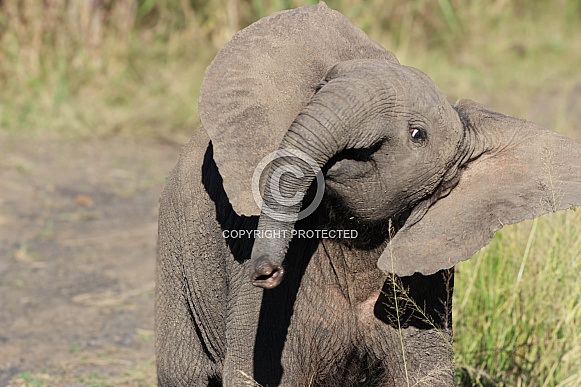 Baby elephant stand off