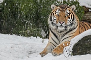 Siberian Tiger(Panthere Tigris Altaica)