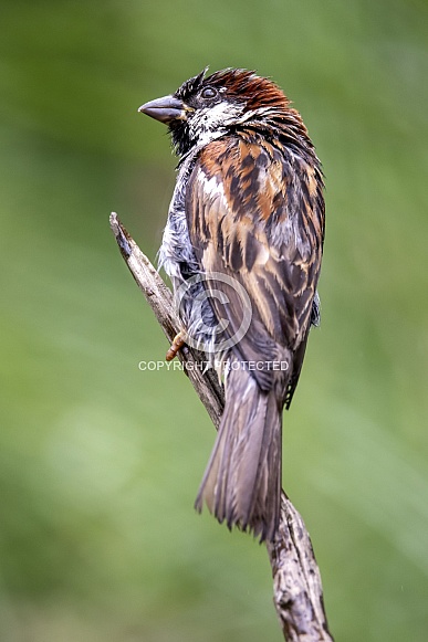 house sparrow (Passer domesticus) house sparrow (Passer domesticus)