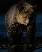 Grizzly Bear (wild)