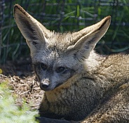 Bat Eared Fox