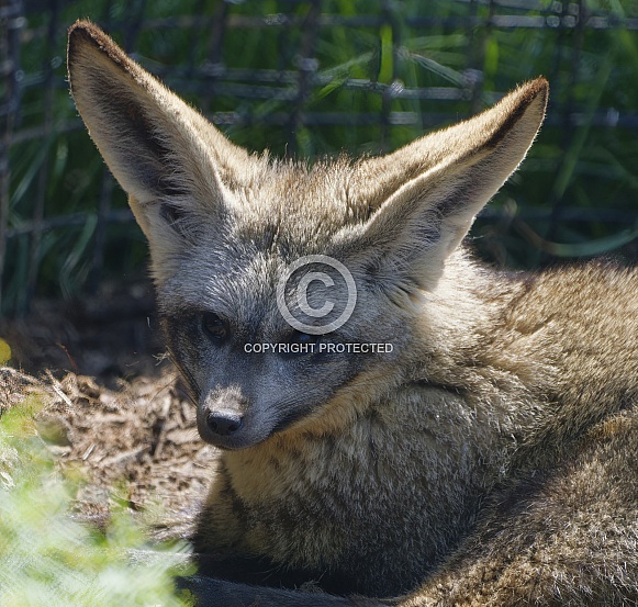 Bat Eared Fox