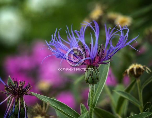 Centaurea
